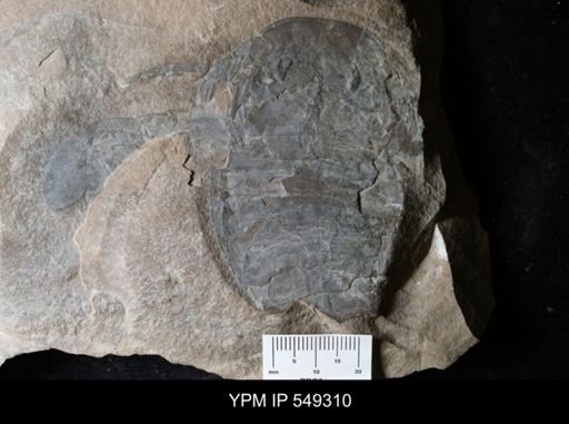 Eurypterus sp.