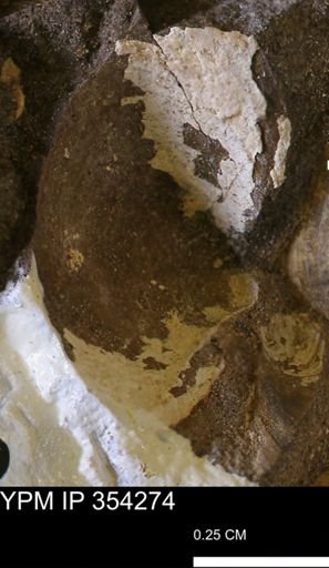 undet. Bivalvia