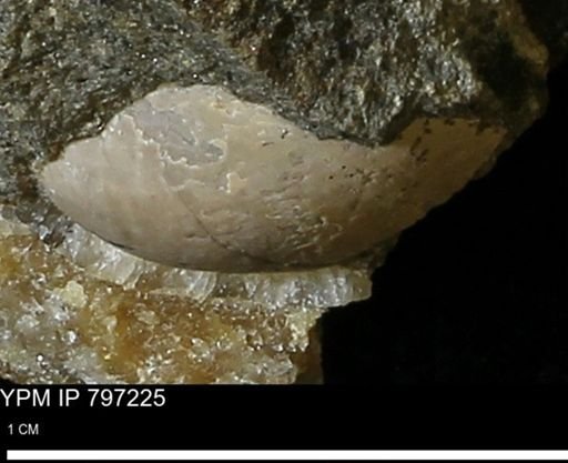 Mollusca