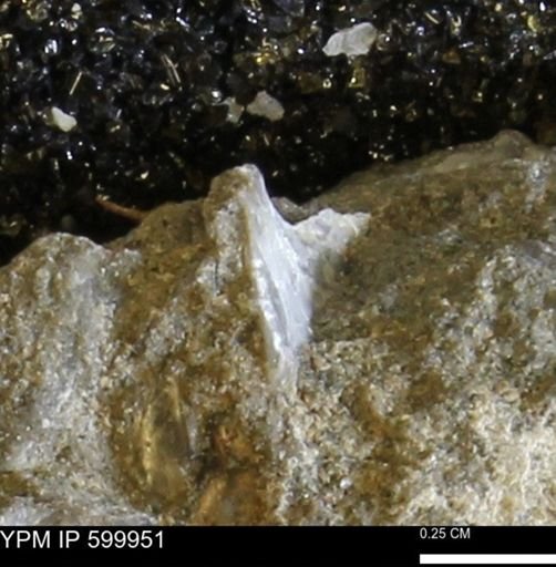 undet. Bivalvia