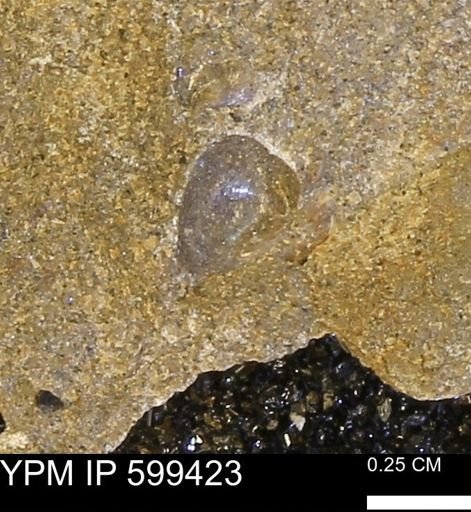 Protocardia subquadrata