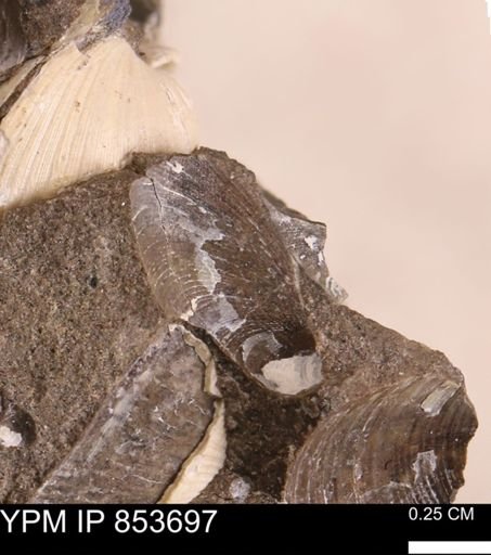Limopsis striatopunctatus