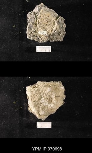 Favosites louisvillensis?