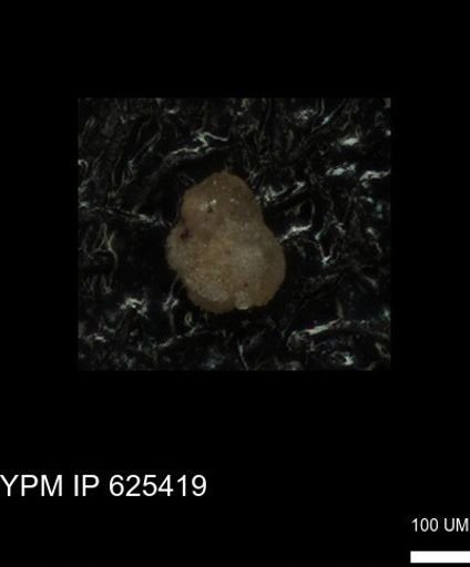 undet. Foraminiferida
