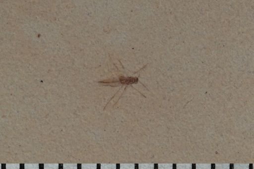 undet. Diptera