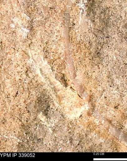 undet. Bivalvia
