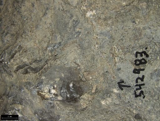 Aplocoma damesii