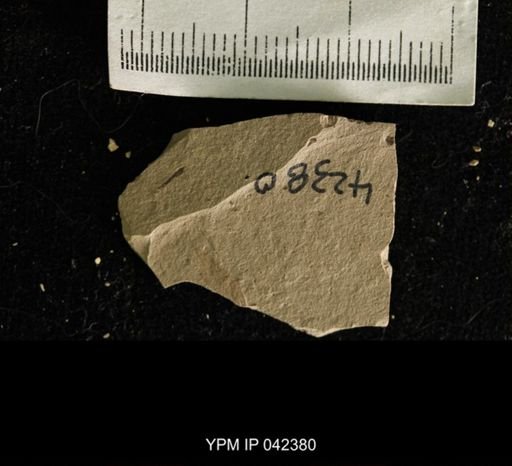 undet. Hexapoda