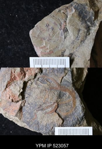 undet. Palaeoscolecidae