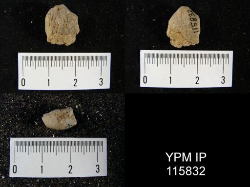 Camarophoria thevenini