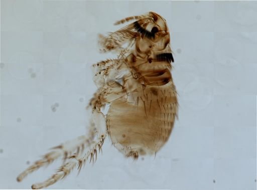 Spilopsyllus cuniculi