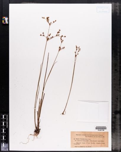 Juncus canadensis