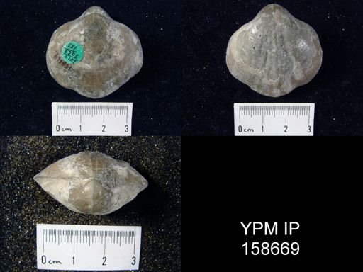 Pentamerus oblongus