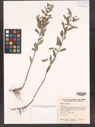 Mentha arvensis
