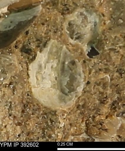 undet. Mollusca