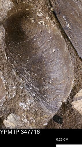 undet. Bivalvia