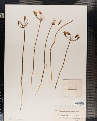 Brodiaea