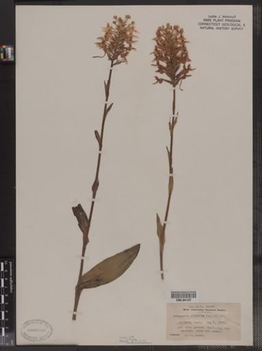 Habenaria ciliaris