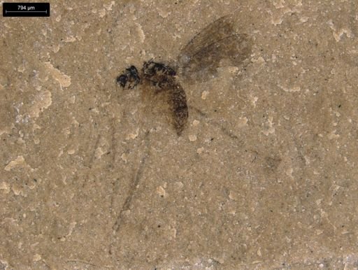 taxon undetermined