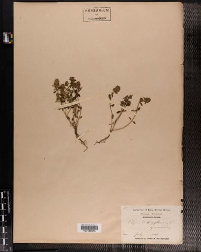 Plantae