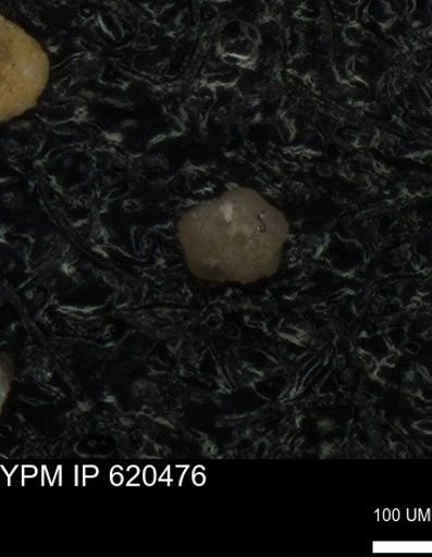 undet. Foraminiferida