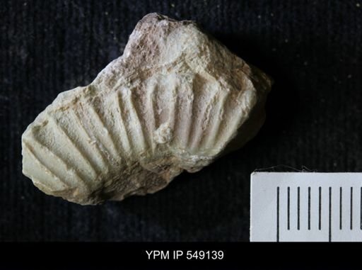 undet. Ammonoidea