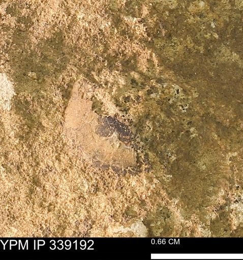 undet. Bivalvia