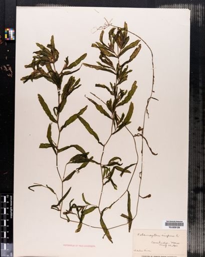 Potamogeton crispus