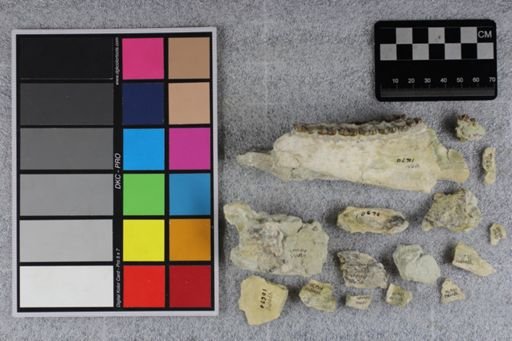 Mesohippus bairdi