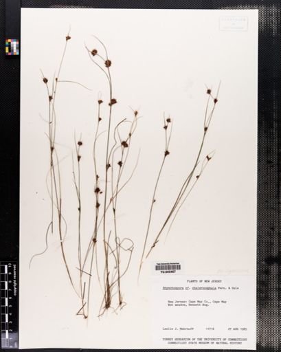 Rhynchospora