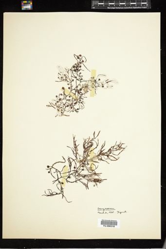 Sargassum