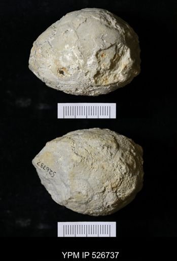 Holocystites sp.