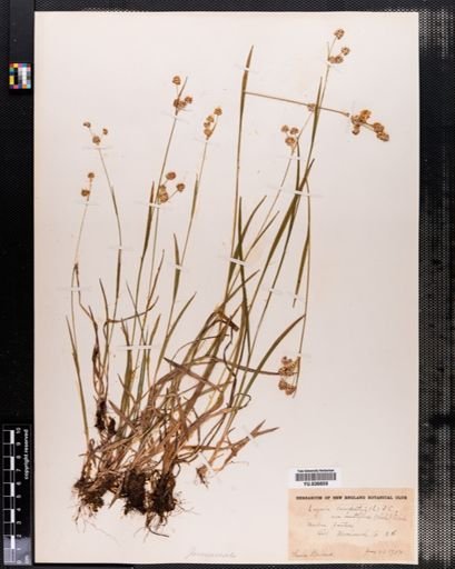 Luzula campestris