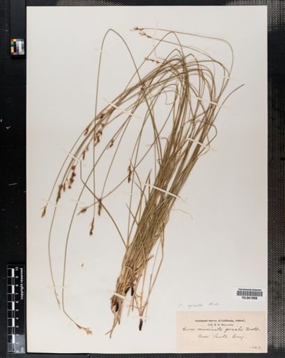 Carex spicata
