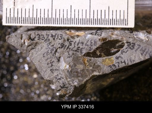 undet. Mollusca