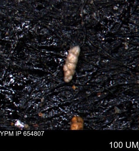 Verneuilinoides kansasensis