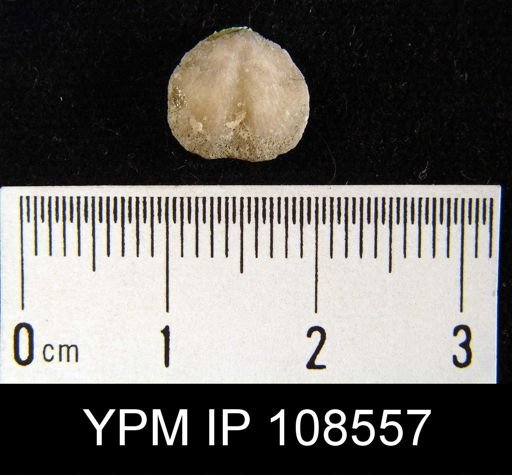 Rhipidomella emarginata
