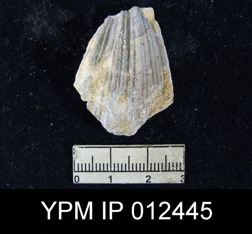 Spirifer (Neospirifer) pseudocameratus