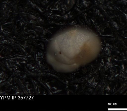 undet. Foraminiferida