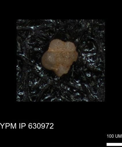 undet. Globigerinina
