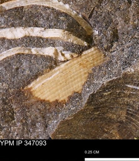 Limopsis striatopunctatus