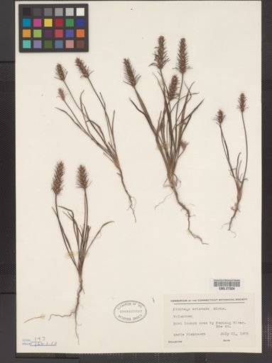Plantago aristata