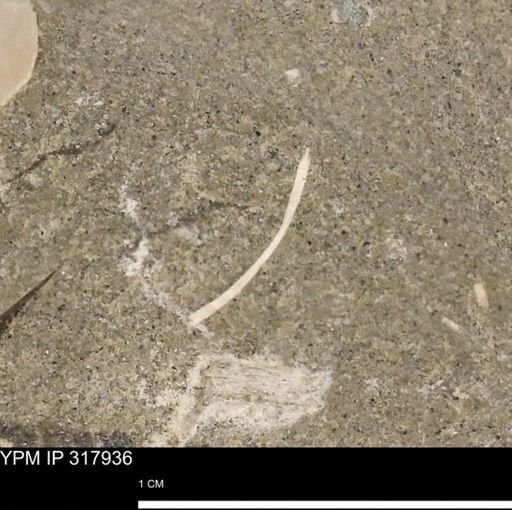 undet. Mollusca