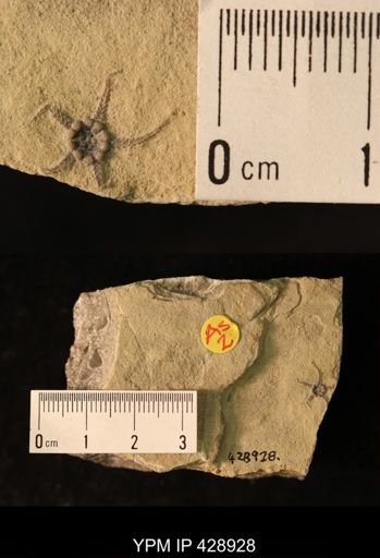 Aspiduriella scutellata