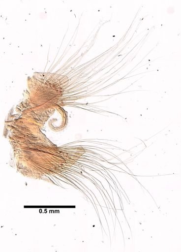 Aglaophamus circinata