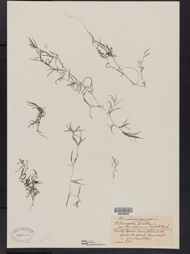 Potamogeton pusillus var. tenuifolius
