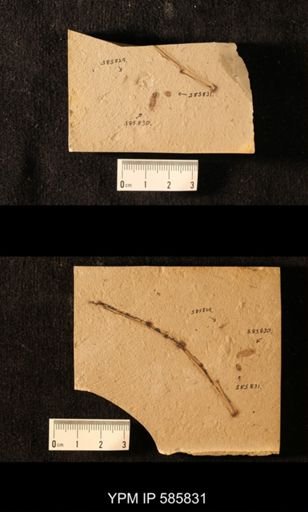 undet. Coleoptera