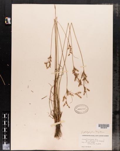 Juncus platyphyllus