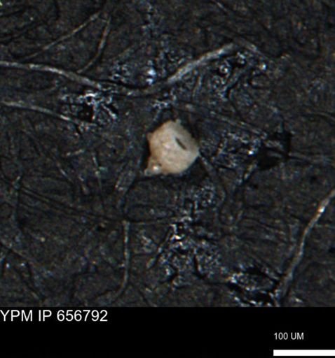 Clathrocyclas (Clathrocyclas) irrasa