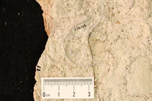 undet. Ophiurida